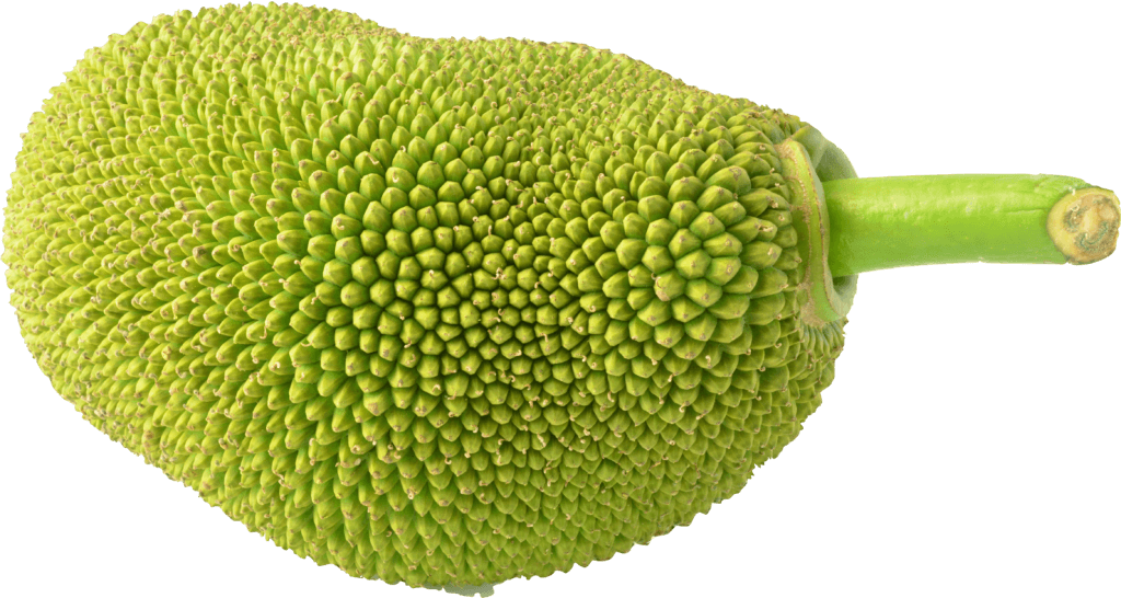 Jackfruit